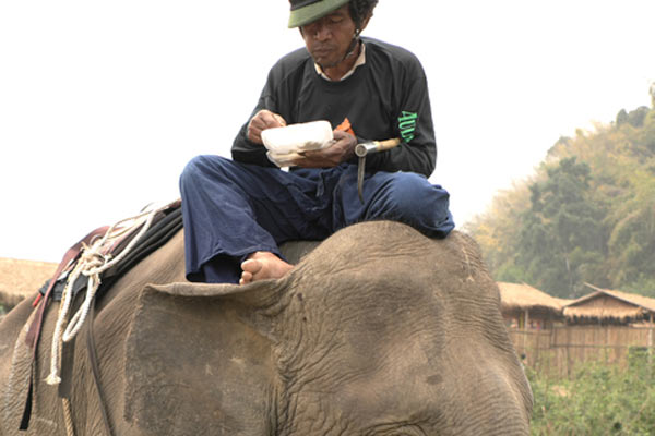 Позитивный комментарий о слонах Тайланда