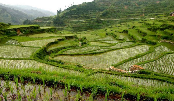 Танада и террасные рисовые поля весной (провинция Гуйчжоу, Китай).