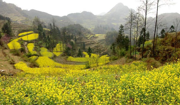 Танада и террасные рисовые поля весной (провинция Гуйчжоу, Китай).