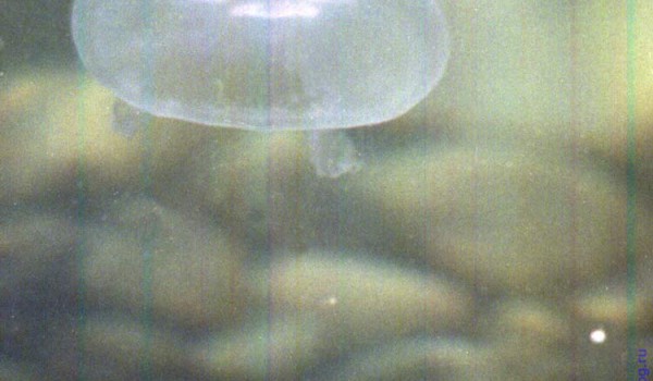 Вот такое странное излучение напустила на меня черноморская медуза в желтой воде. Черное море. 1997 год.