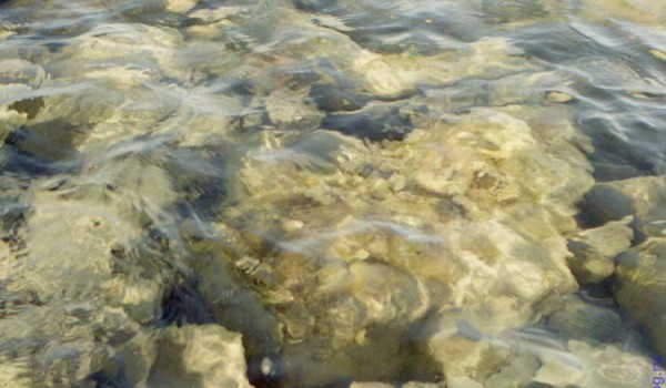 А на мелководье вся подводная стихия выглядит неплохо. Черное море. 1997 год.