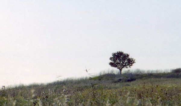 Природа Тамани осенью. 1997 год.
